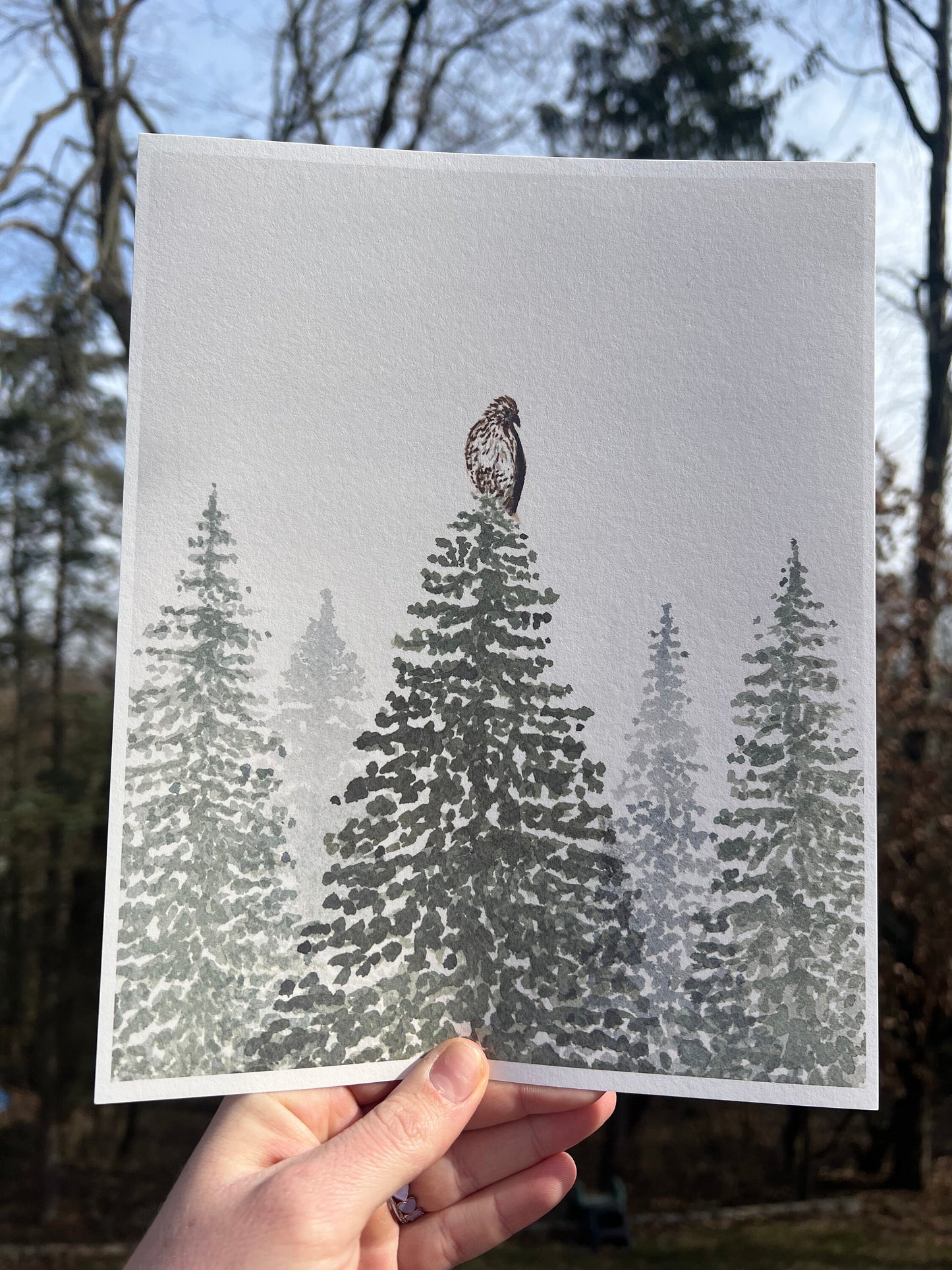 Backyard Hawk Art Print