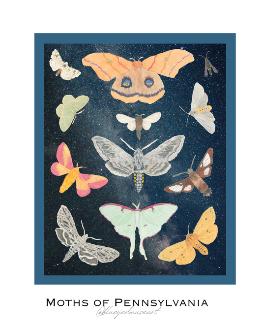 Moths of Pennsylvania Art Print