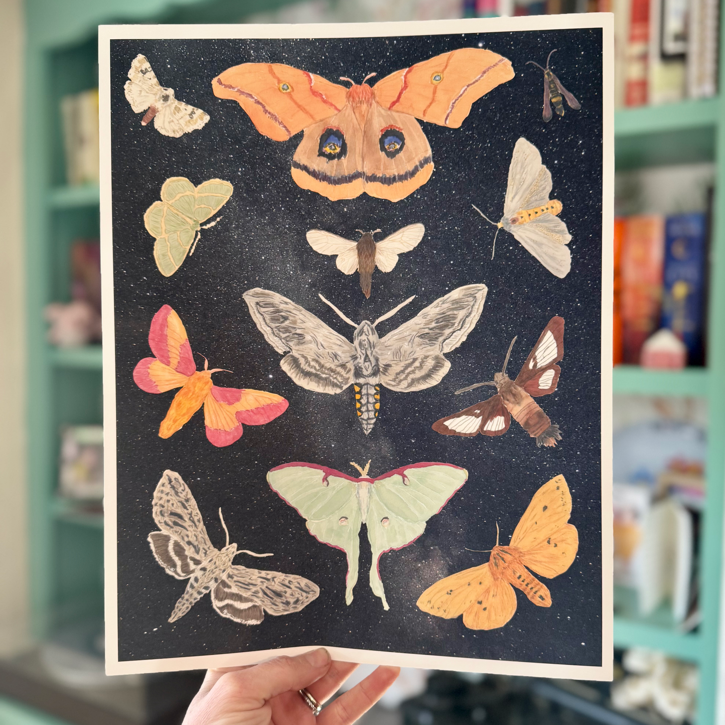 Moths of Pennsylvania Art Print